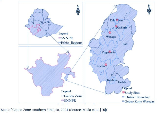 Feature: Mrs. Tigest Wako | Ethiopian Yirgacheffe